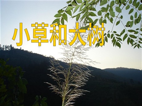 《小草和大树》PPT课件5