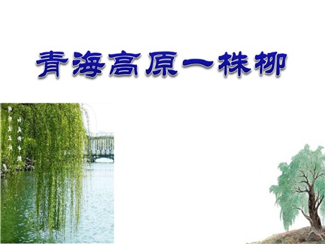 《青海高原一株柳》PPT课件4