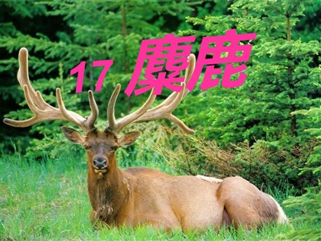 《麋鹿》PPT课件3