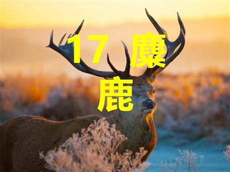 《麋鹿》PPT课件5