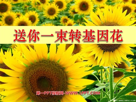 《送你一束转基因花》PPT课件2
