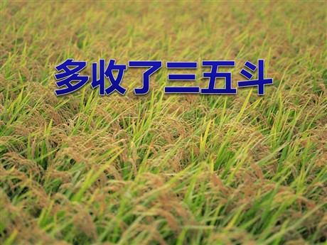 《多收了三五斗》PPT课件