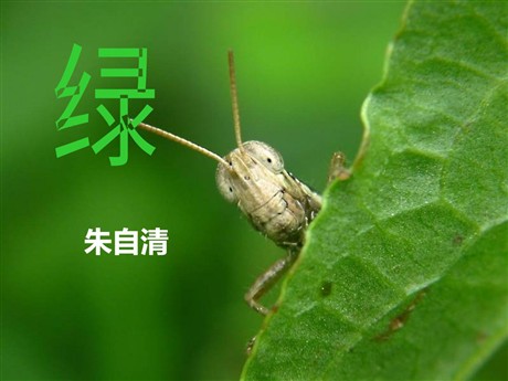 《绿》PPT课件