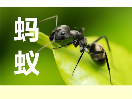 《蚂蚁》PPT课件2