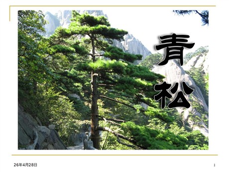 《青松》PPT课件3