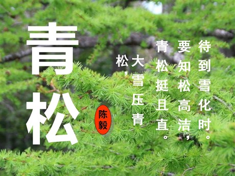 《青松》PPT课件4