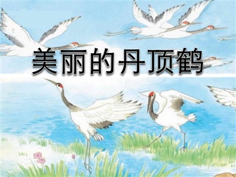 《美丽的丹顶鹤》PPT课件6