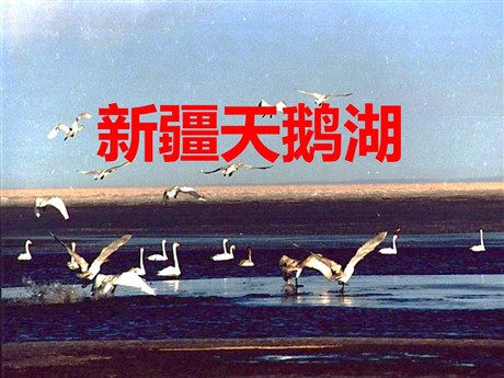 《新疆天鹅湖》PPT课件4