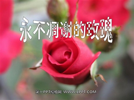 《永不凋谢的玫瑰》PPT课件4