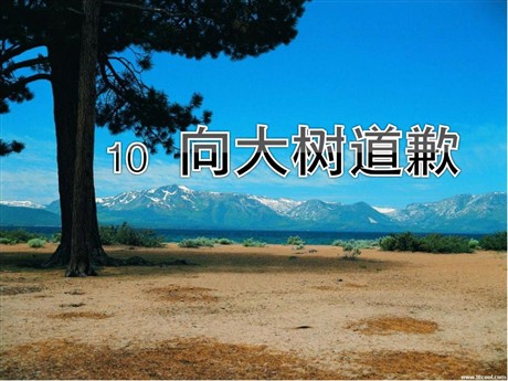 《向大树道歉》PPT课件4