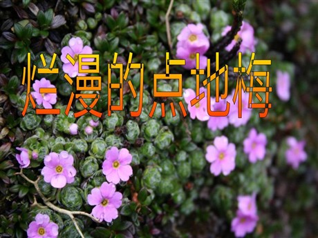 《烂漫的点地梅》PPT课件4