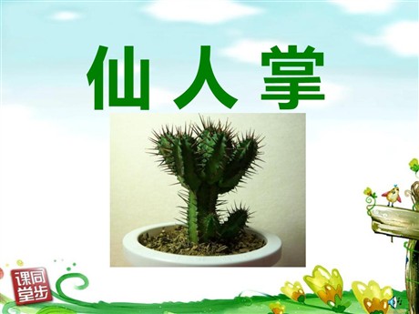 《仙人掌》PPT课件5