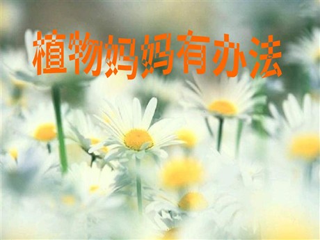 《植物妈妈有办法》PPT教学课件下载
