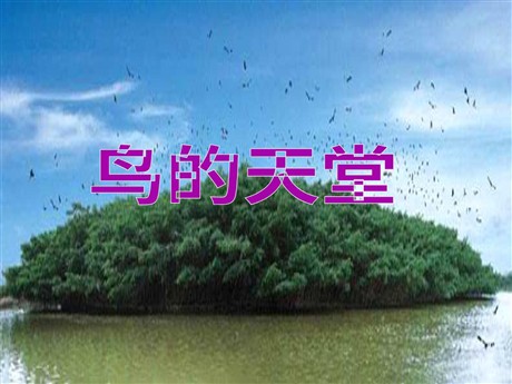 《鸟的天堂》PPT教学课件下载