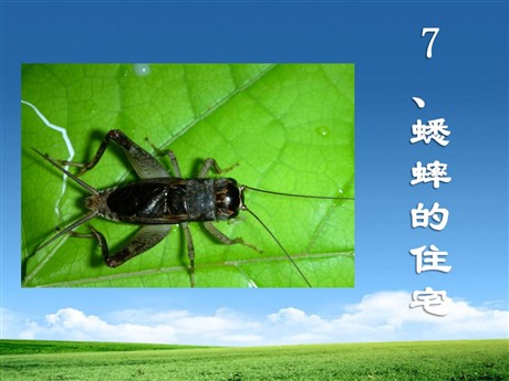 《蟋蟀的住宅》PPT教学课件下载2