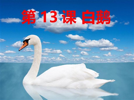 《白鹅》PPT课件下载