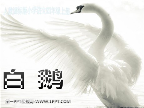 《白鹅》PPT课件下载3