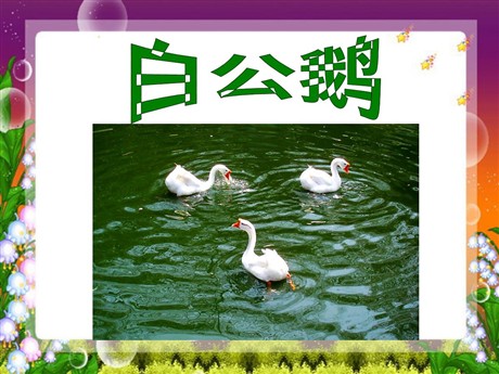 《白公鹅》PPT课件下载3