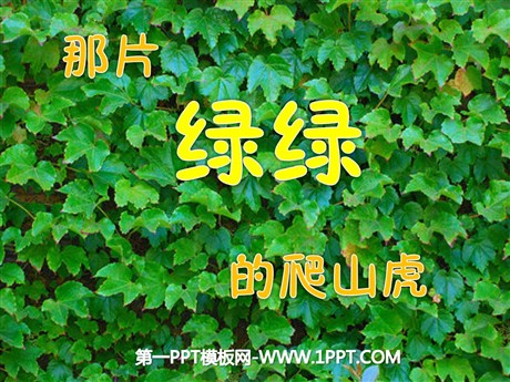 《那片绿绿的爬山虎》PPT课件下载2