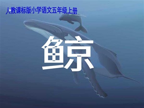 《鲸》PPT课件下载3