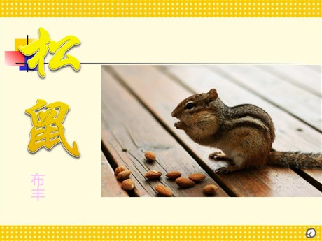 《松鼠》PPT课件下载