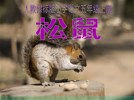 《松鼠》PPT课件下载2