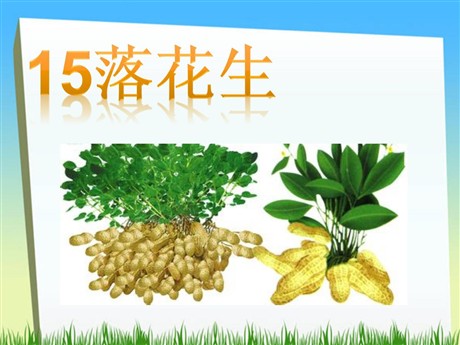 《落花生》PPT课件下载