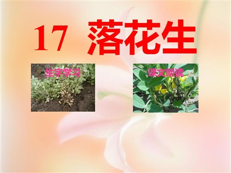 《落花生》PPT课件下载3