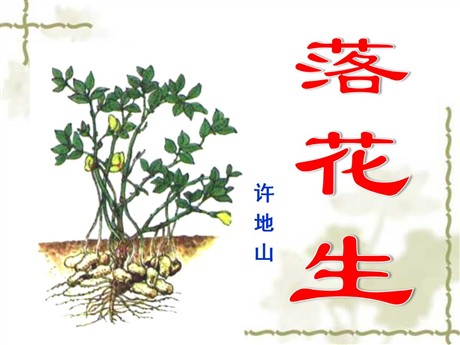 《落花生》PPT课件下载4