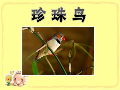 《珍珠鸟》PPT课件下载