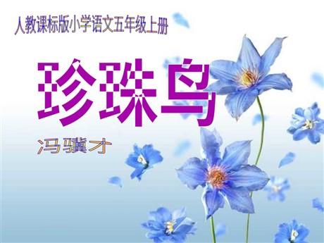《珍珠鸟》PPT课件下载4