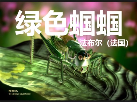 《绿色蝈蝈》PPT课件