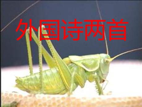 外国诗两首《蝈蝈与蛐蛐、夜》PPT课件4
