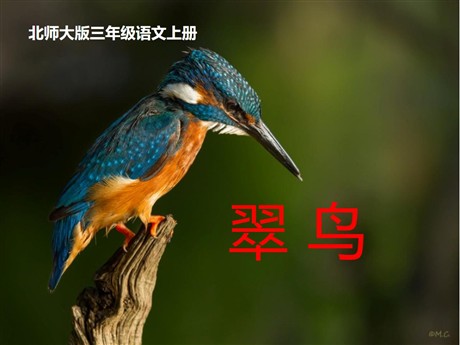 《翠鸟》PPT课件2