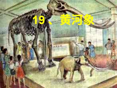 《黄河象》PPT课件2