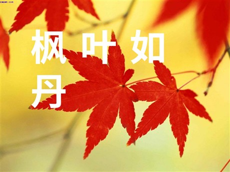 《枫叶如丹》PPT课件