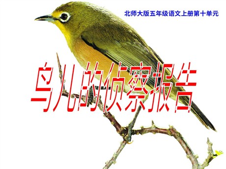 《鸟儿的侦察报告》PPT课件