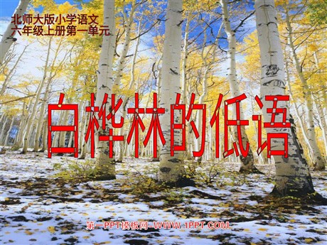 《白桦林的低语》PPT课件2