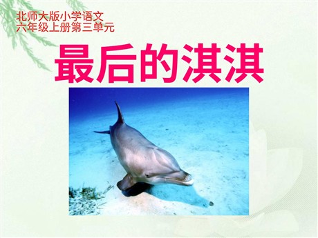 《最后的淇淇》PPT课件