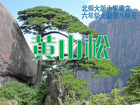 《黄山松》PPT课件