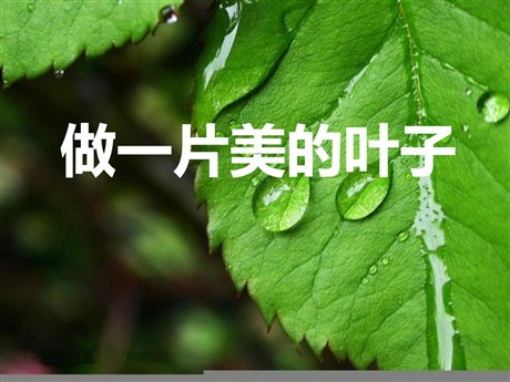 《做一片美的叶子》PPT课件2