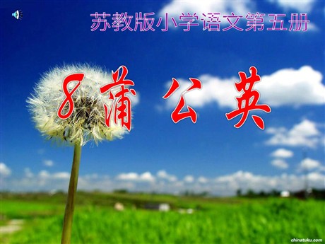 《蒲公英》PPT课件