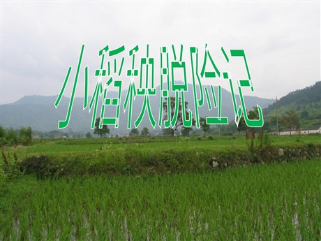 《小稻秧脱险记》PPT课件