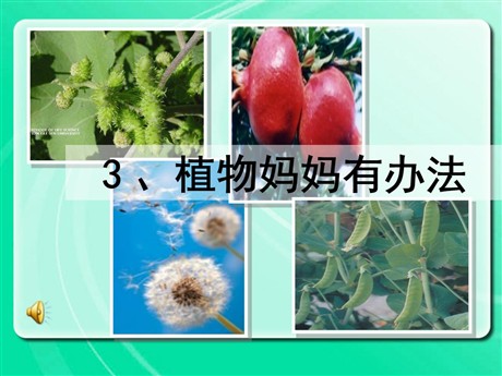 《植物妈妈有办法》PPT教学课件下载3