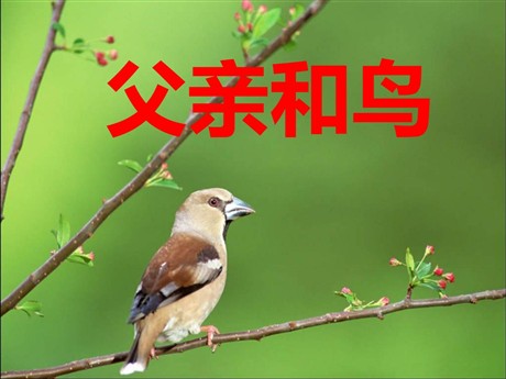 《父亲和鸟》PPT教学课件下载5