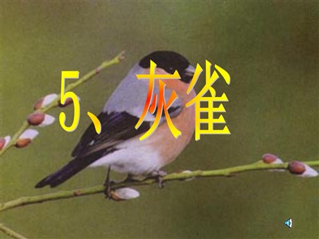 《灰雀》PPT教学课件下载3