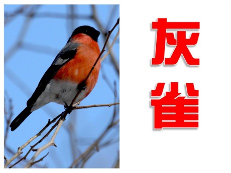 《灰雀》PPT教学课件下载4
