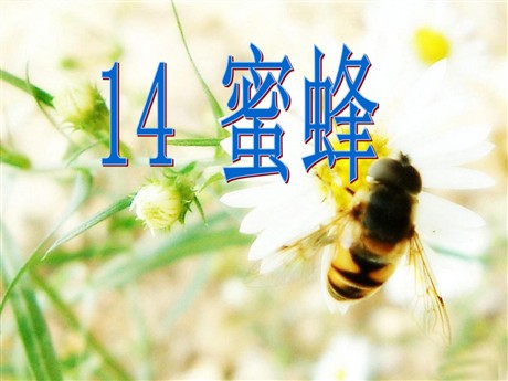 《蜜蜂》PPT教学课件下载3