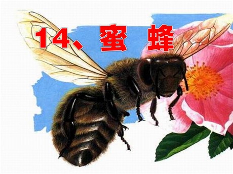 《蜜蜂》PPT教学课件下载6