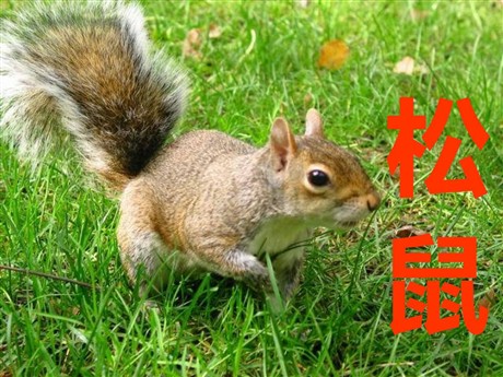 《松鼠》PPT课件下载4
